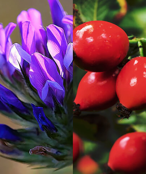 Pack básico de SkinGrid