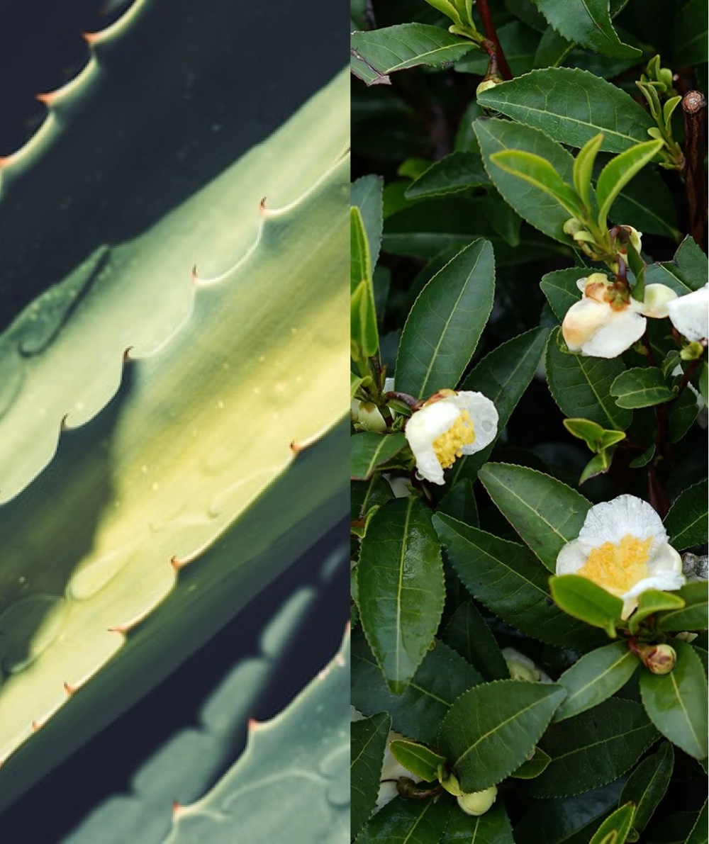 SkinPulse Basics Pack 